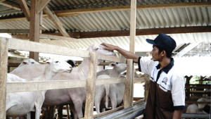 Ombusman Puji Kementan, Dukung Peternak Lokal Melalui Pengaturan Impor Karkas Domba dan Kambing